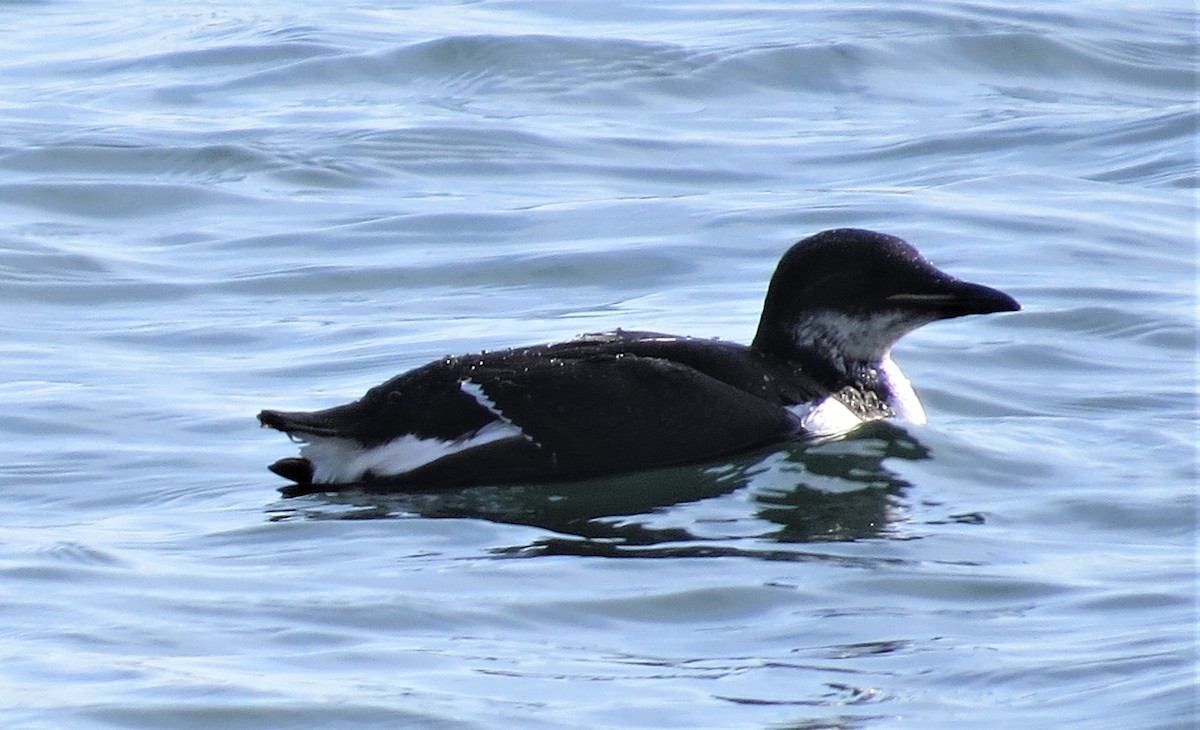 Thick-billed Murre - James Hirtle