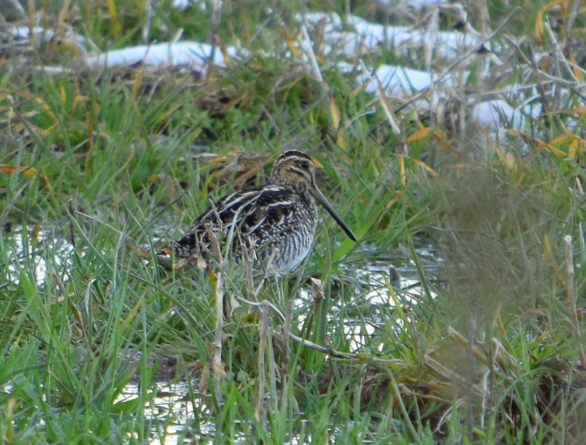 Wilson's Snipe - ML309911381