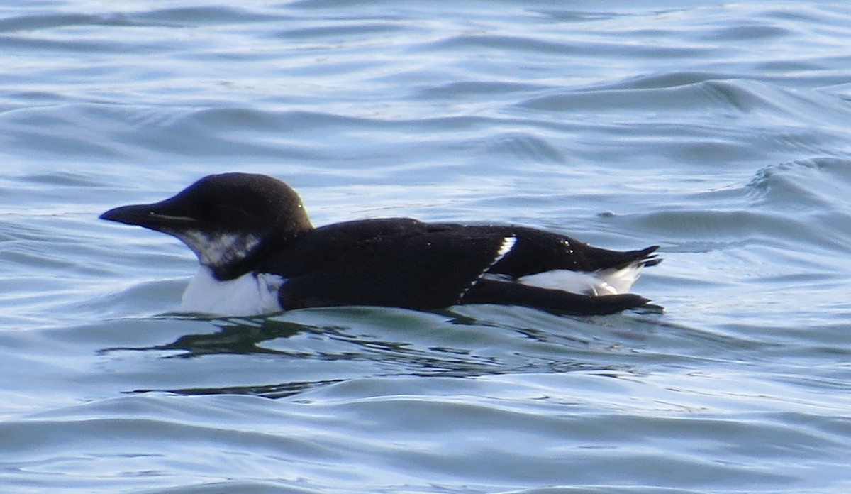 Thick-billed Murre - James Hirtle