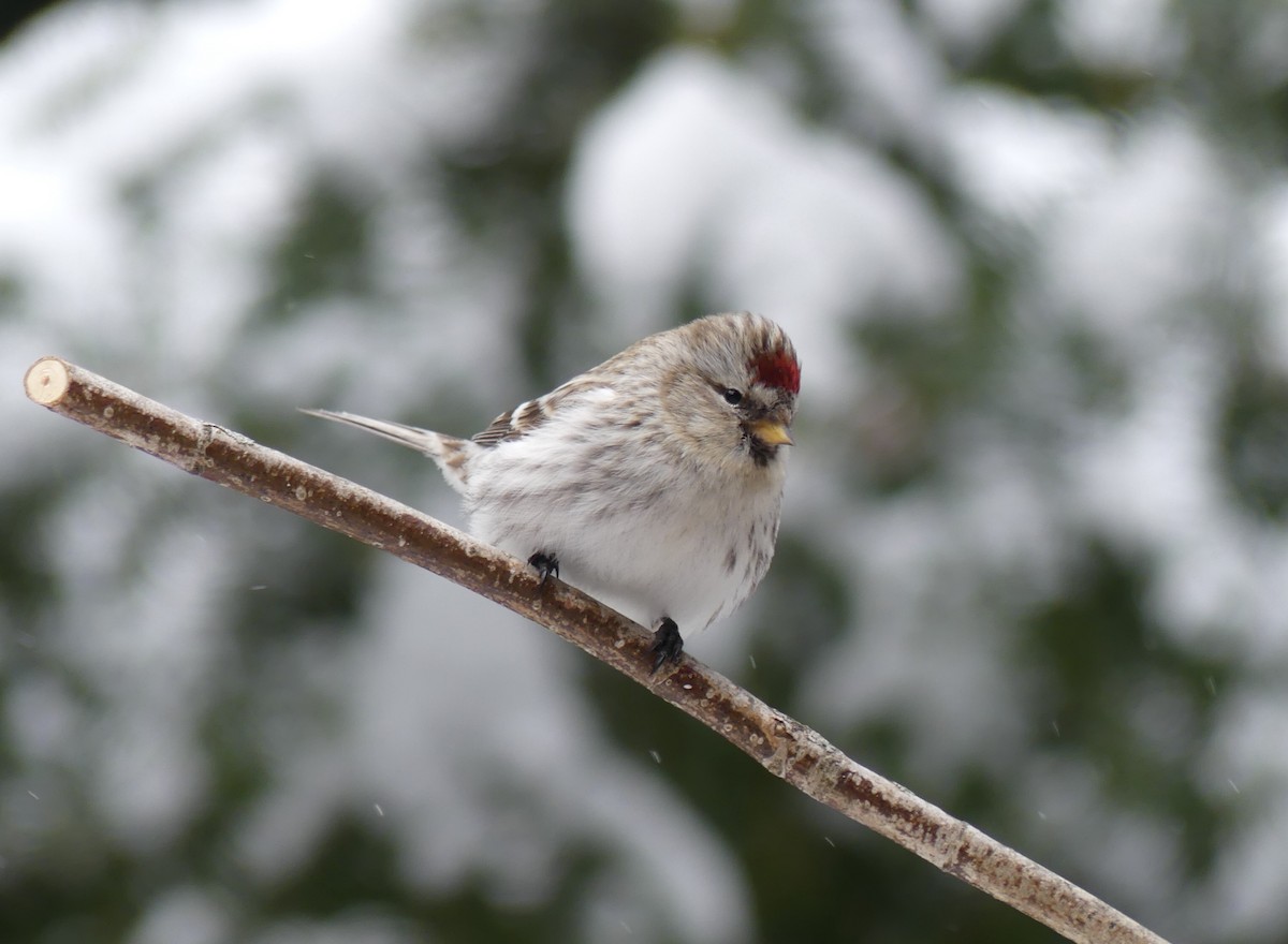 Redpoll (Hoary) - ML309912731