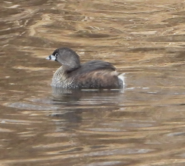 Pied-billed Grebe - ML309912781