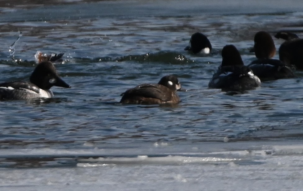 Harlequin Duck - ML309912911