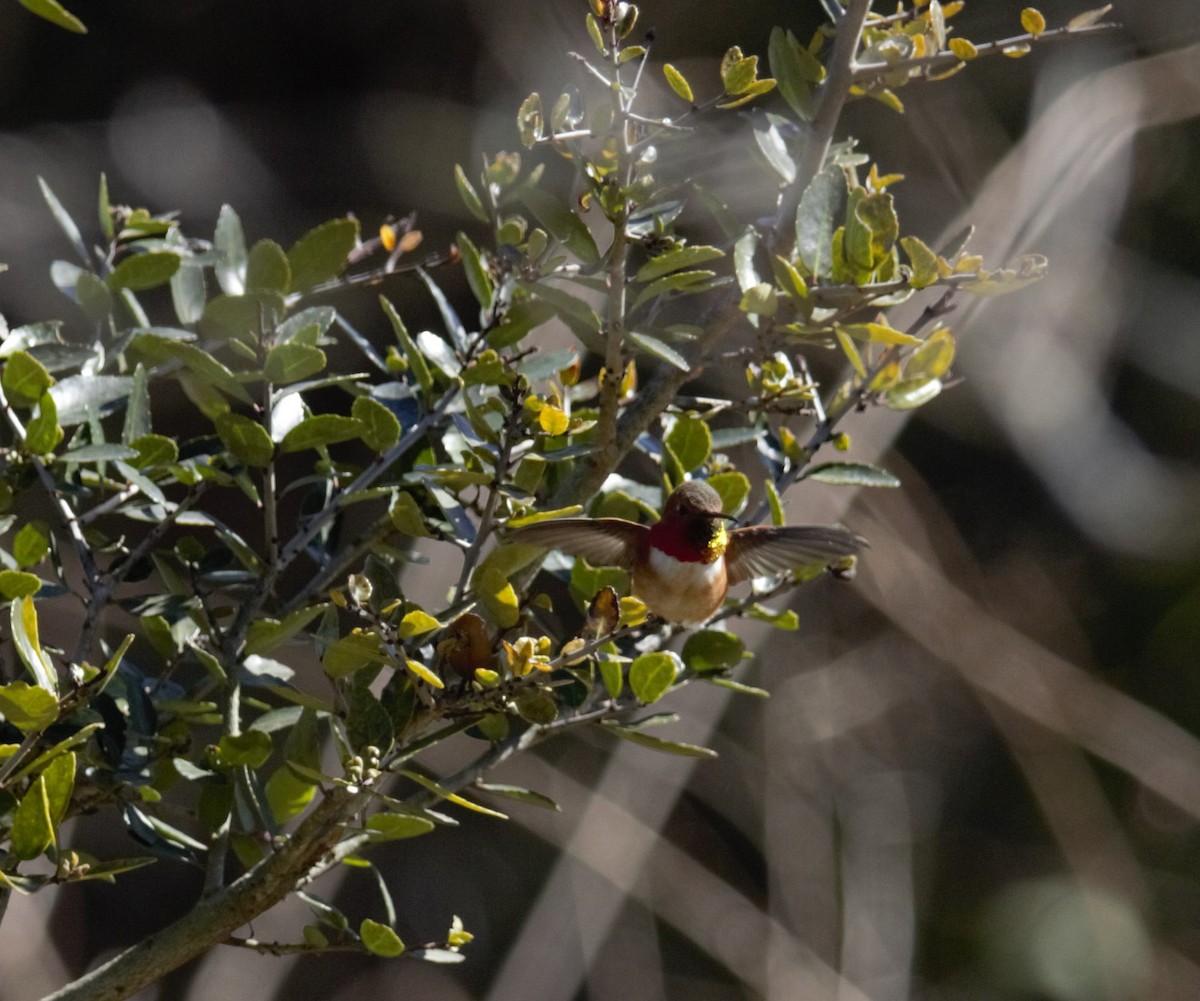 Allen's Hummingbird - ML309912991