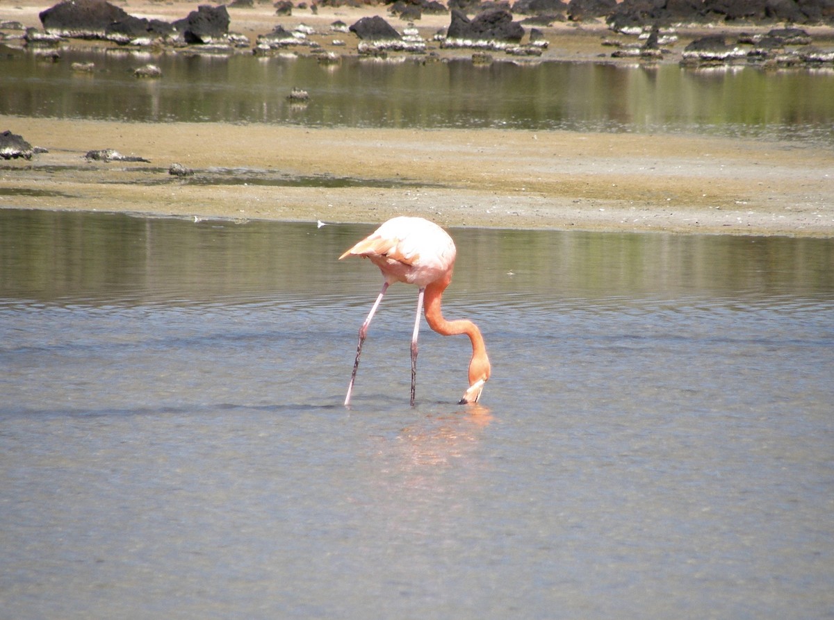 American Flamingo - Larry Bausher