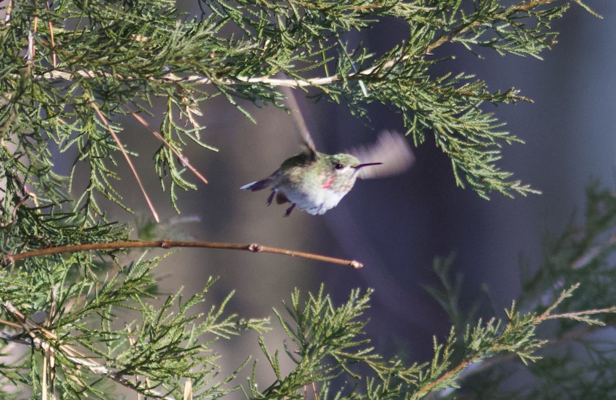 Calliope Hummingbird - ML309915301