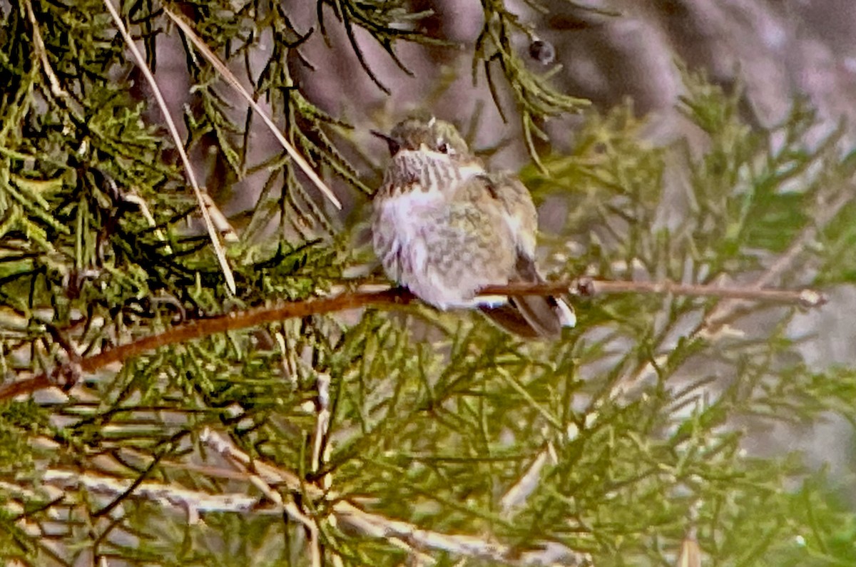 Calliope Hummingbird - ML309915321