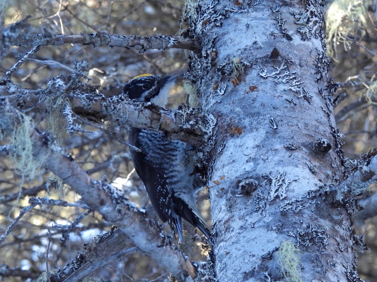 American Three-toed Woodpecker - ML309916041