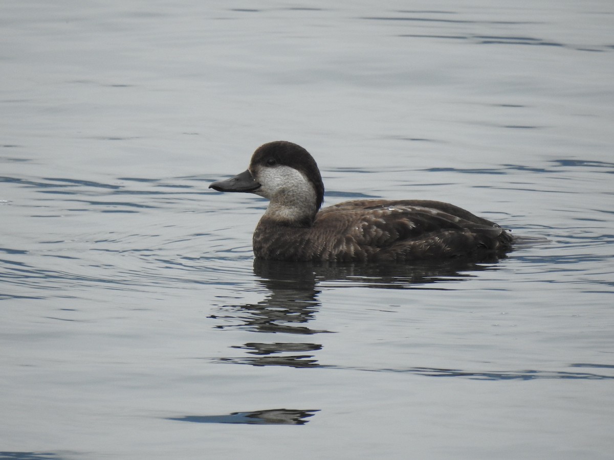 Black Scoter - Cameron  Montgomery