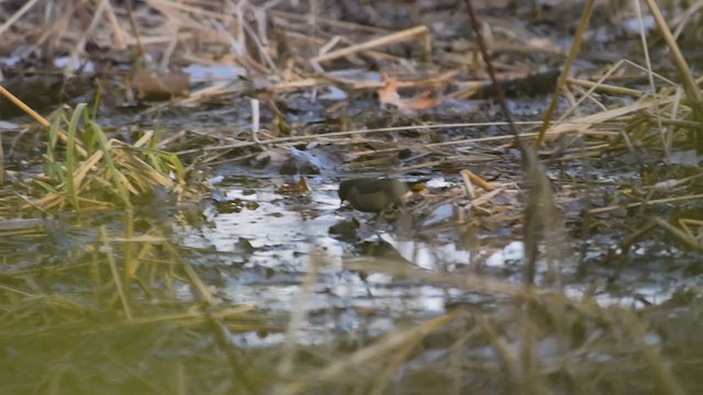 Rusty Blackbird - ML309919191