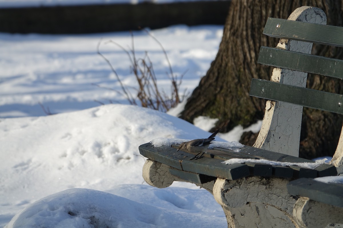 Northern Mockingbird - Catherine Lang