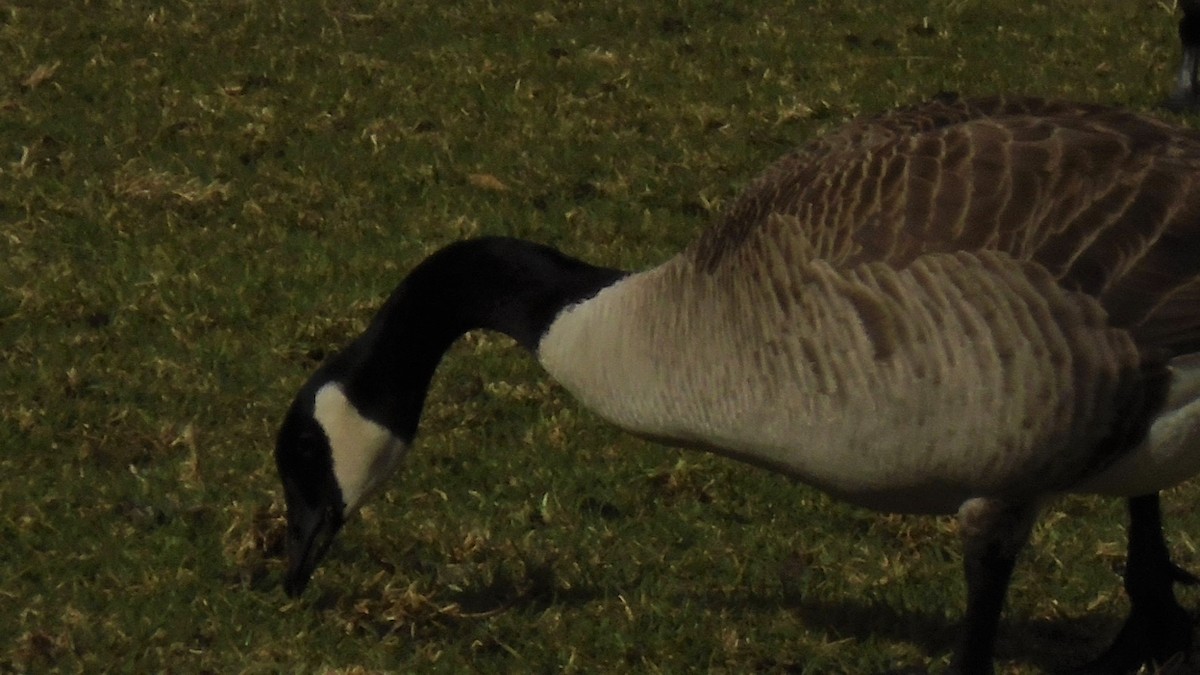 Canada Goose - ML309920221