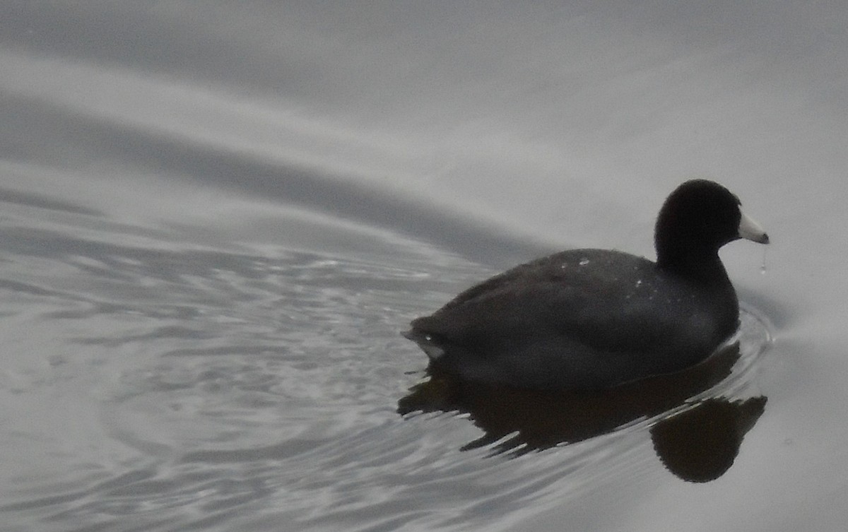 American Coot - ML309921361