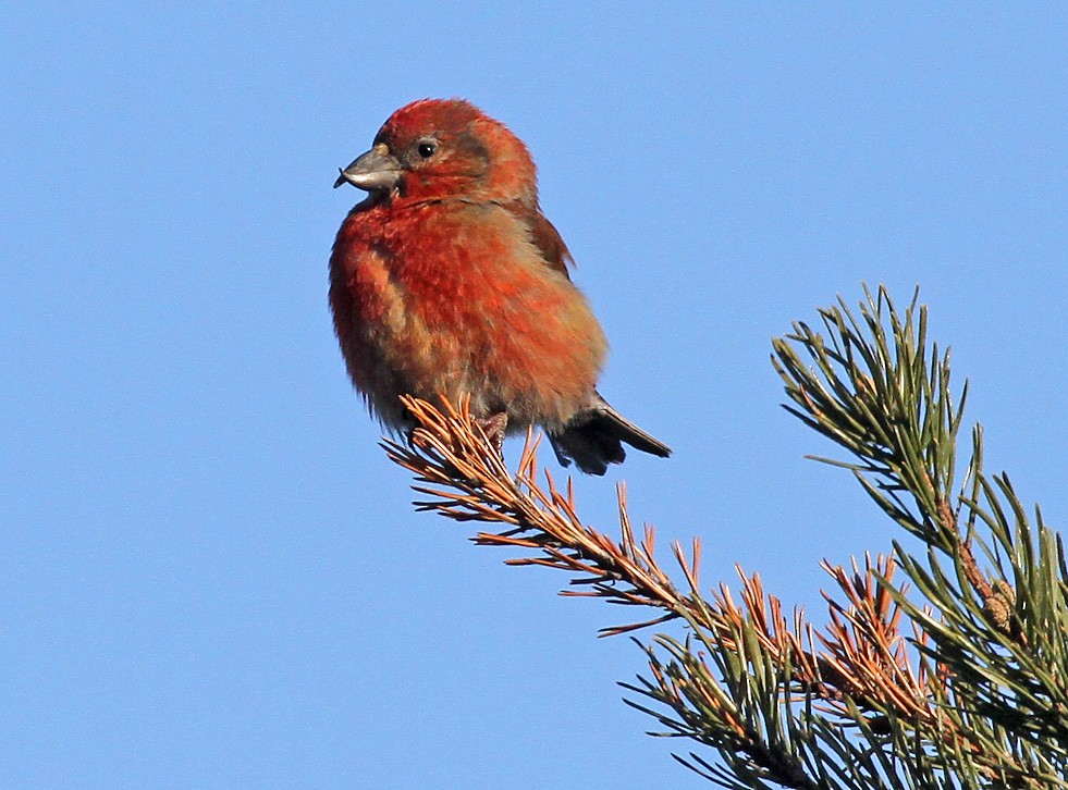 Red Crossbill (Sitka Spruce or type 10) - Ryan Brady