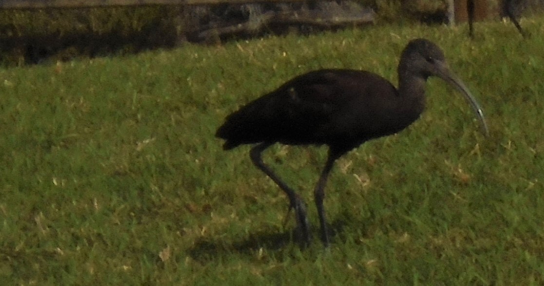 White-faced Ibis - ML309922071