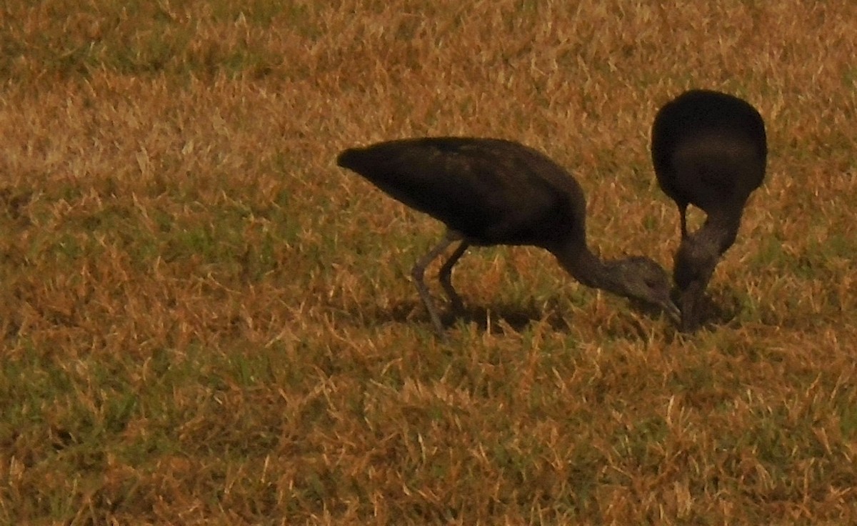 White-faced Ibis - ML309922081