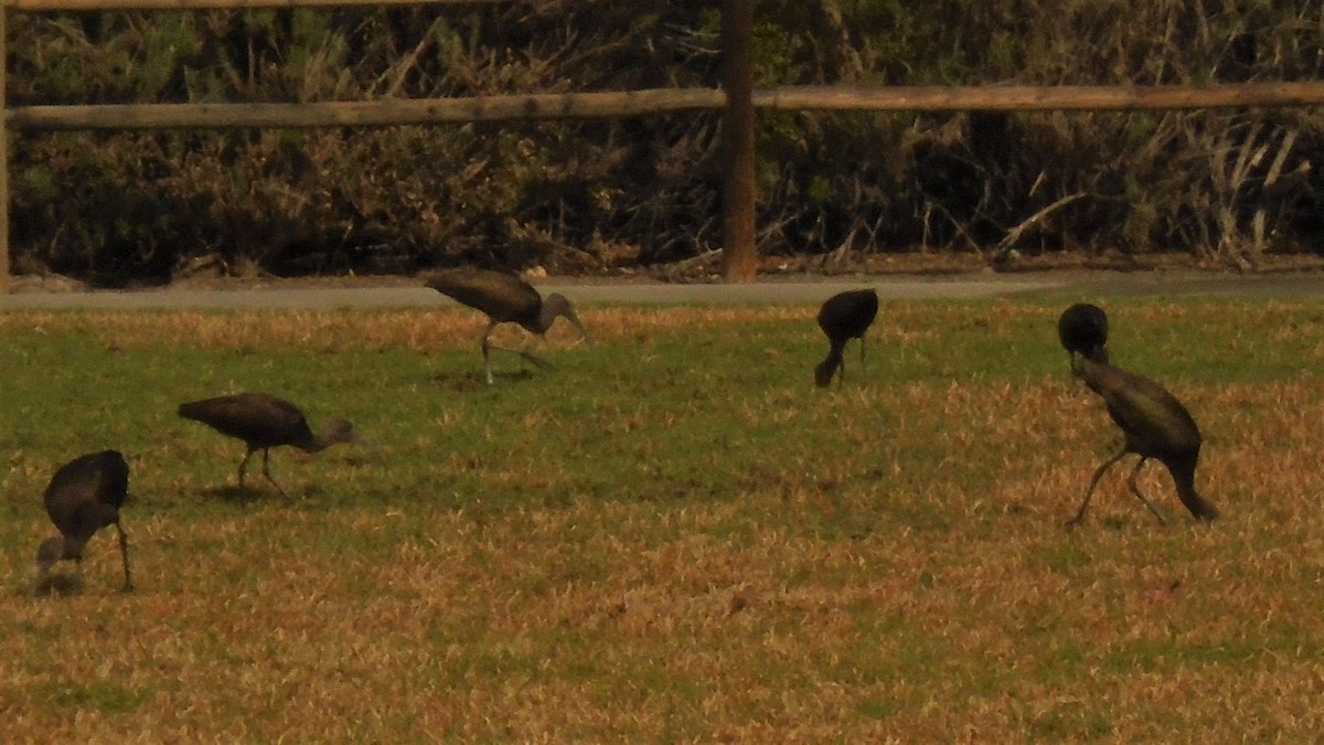 White-faced Ibis - ML309922111