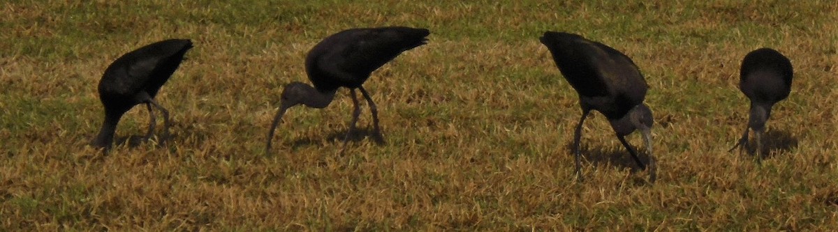 White-faced Ibis - ML309922151