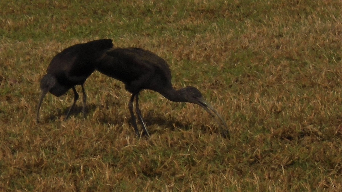 White-faced Ibis - ML309922171