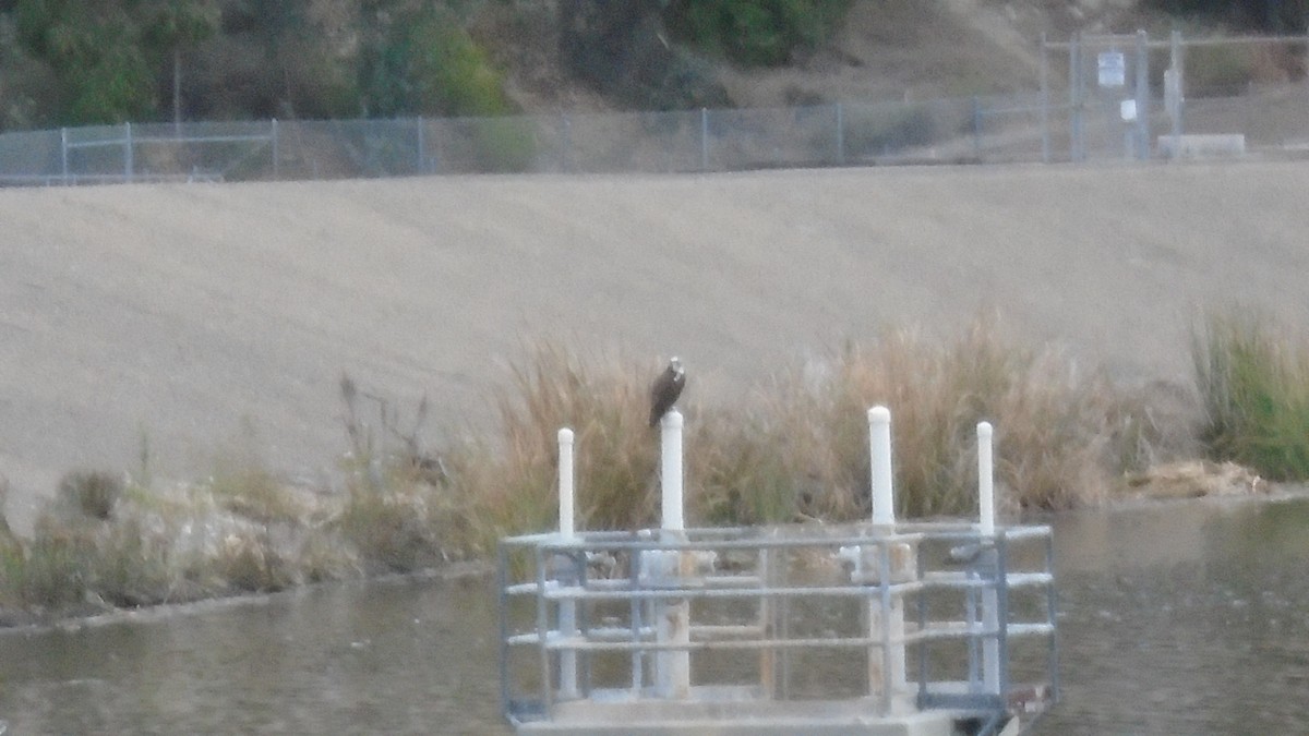 Osprey (carolinensis) - ML309922381