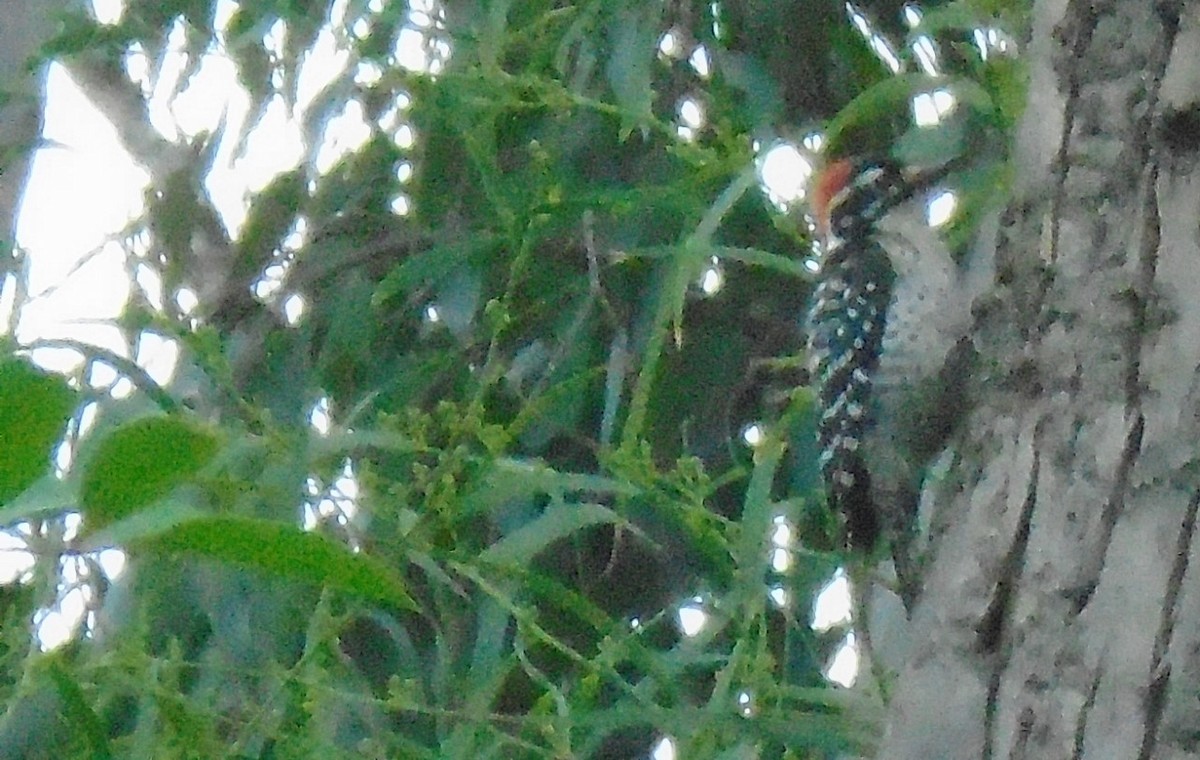 Nuttall's Woodpecker - ML309922521