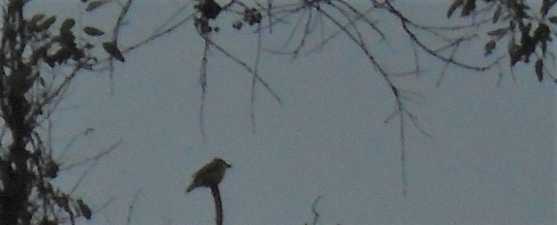 Thick-billed Kingbird - Braxton Landsman