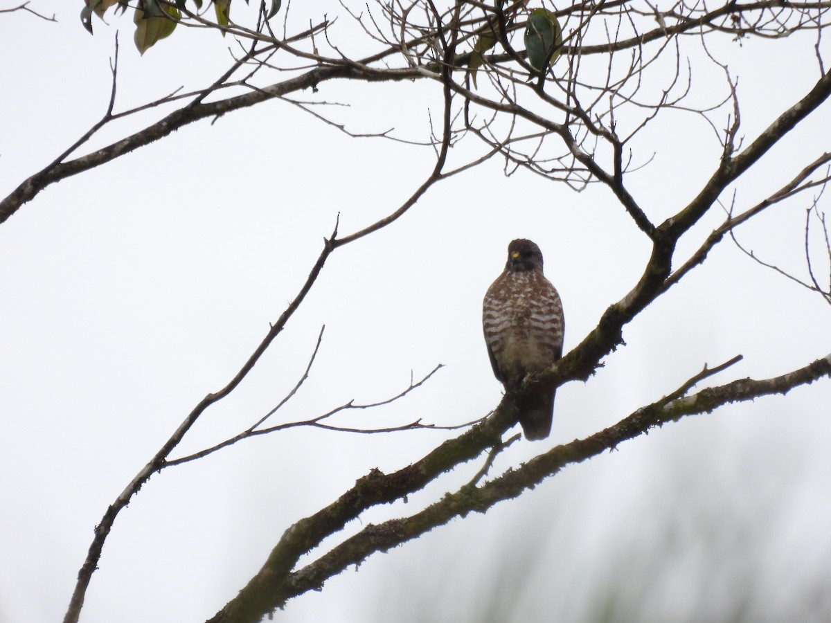 Broad-winged Hawk - ML309923131