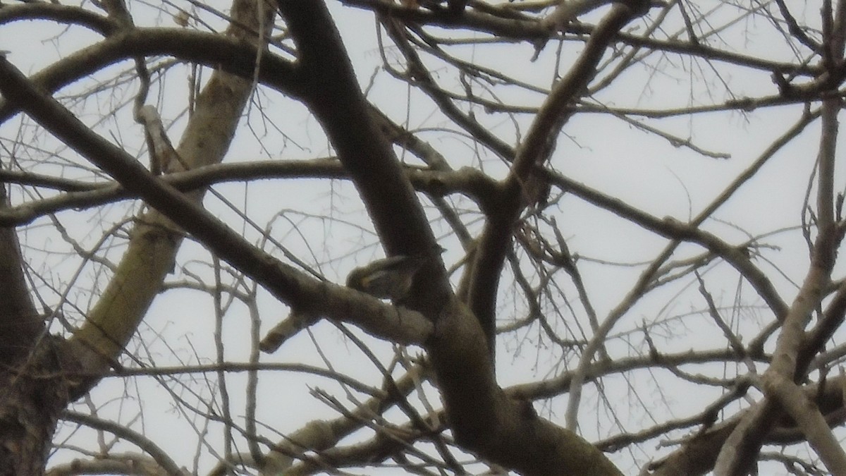 Yellow-rumped Warbler (Audubon's) - Braxton Landsman