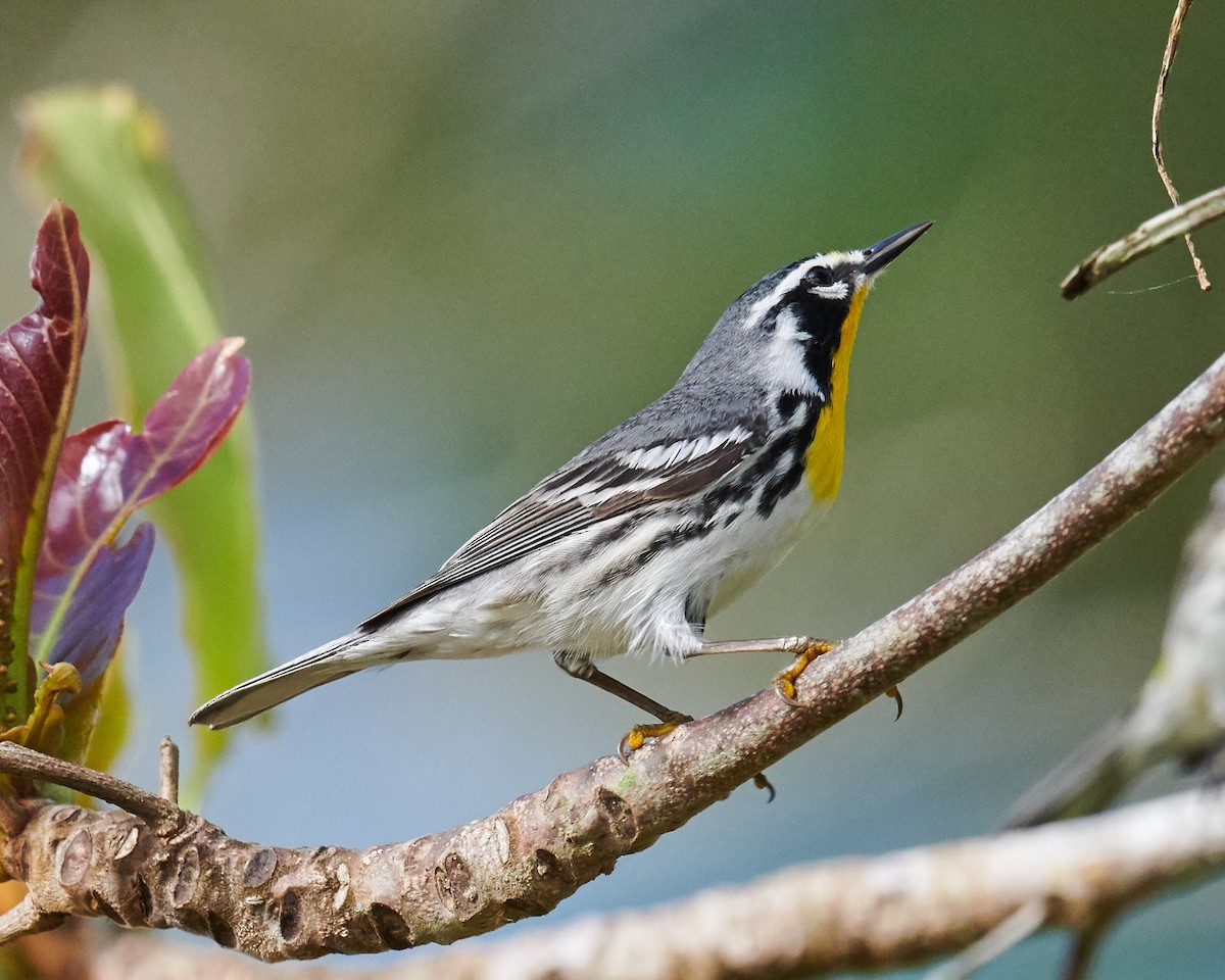 Yellow-throated Warbler - Mario Espinosa