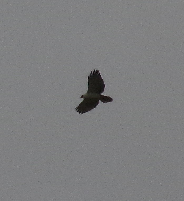 Black-and-white Hawk-Eagle - ML309924421