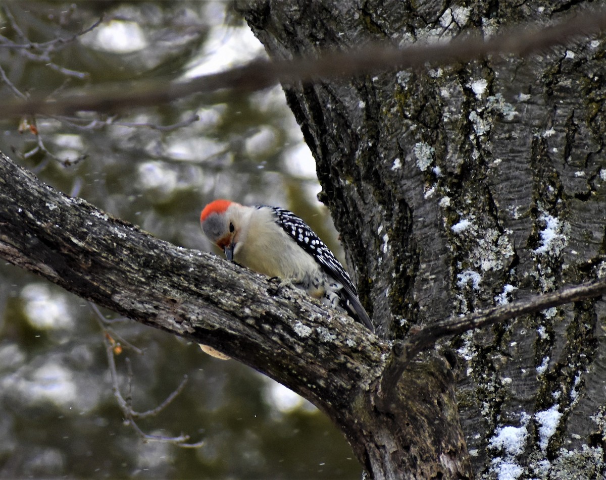 Red-bellied Woodpecker - ML309924831