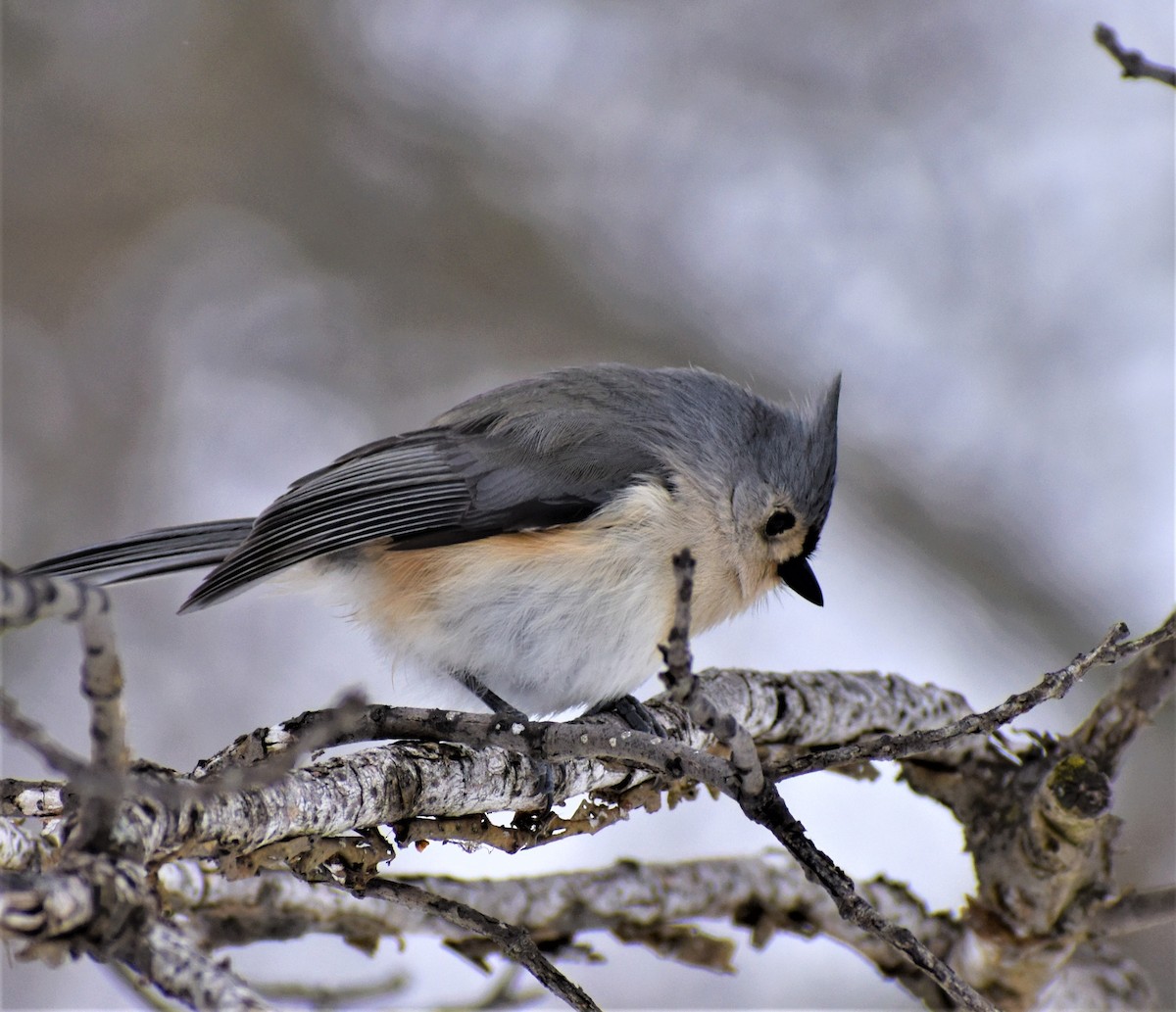 Tufted Titmouse - ML309925041