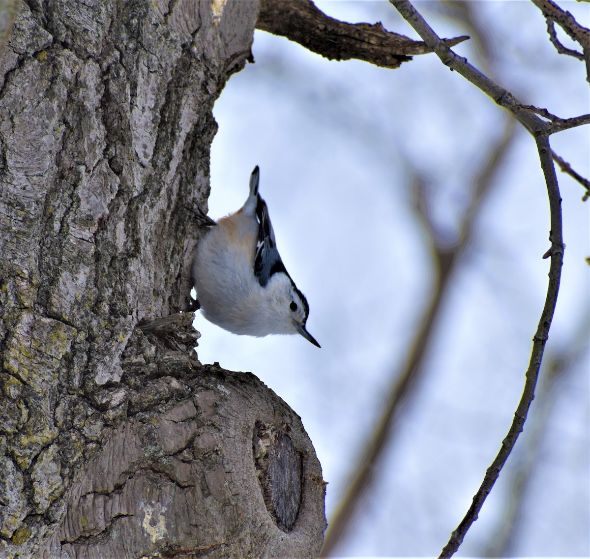 White-breasted Nuthatch - ML309926001