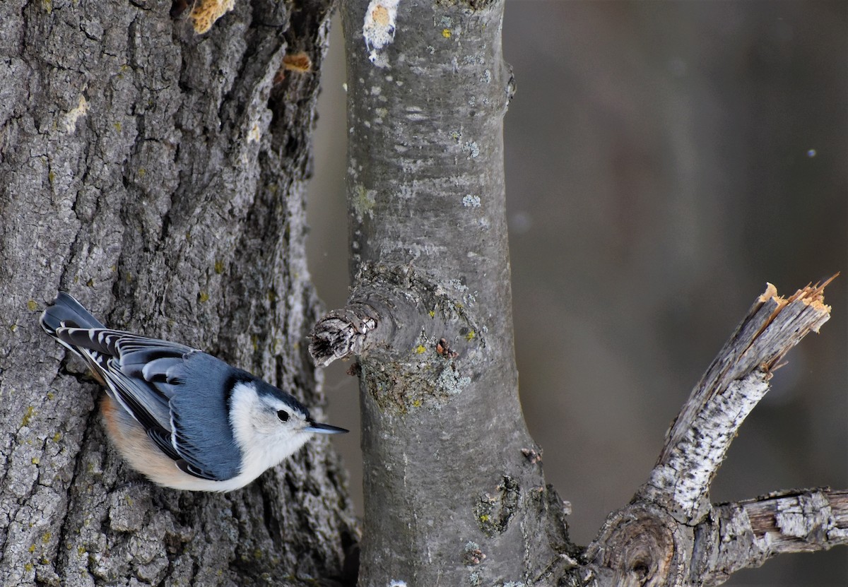 White-breasted Nuthatch - ML309926021