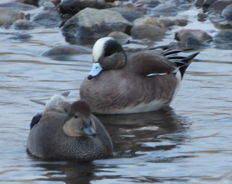 American Wigeon - ML309928531