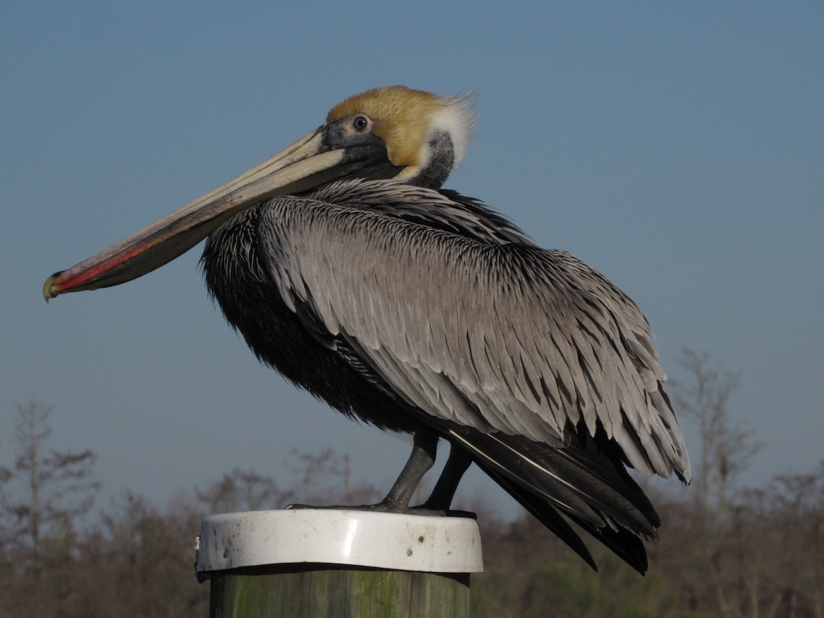 Brown Pelican - Garrett Rhyne