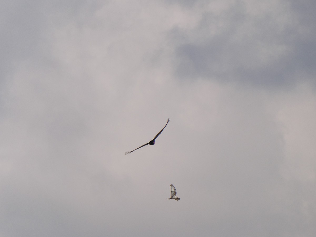 Ferruginous Hawk - ML309928961