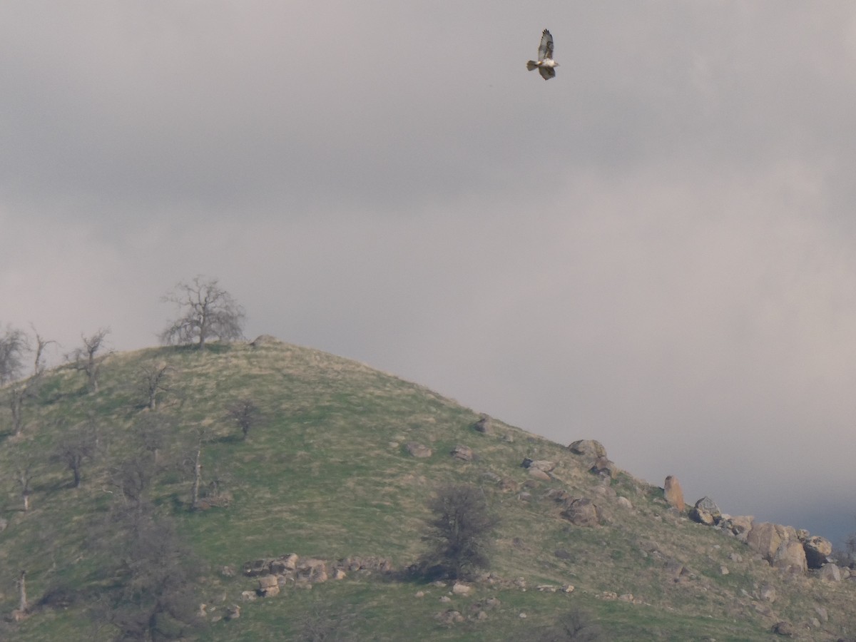 Ferruginous Hawk - ML309928981