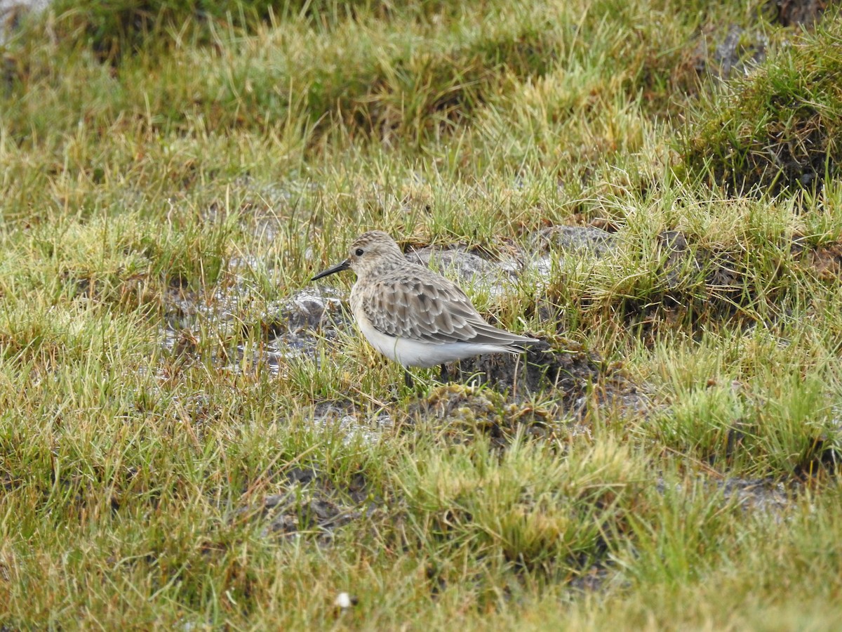 Baird's Sandpiper - dario wendeler