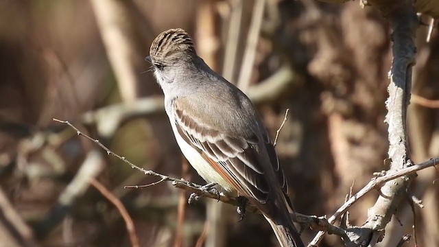 Ash-throated Flycatcher - ML309929701