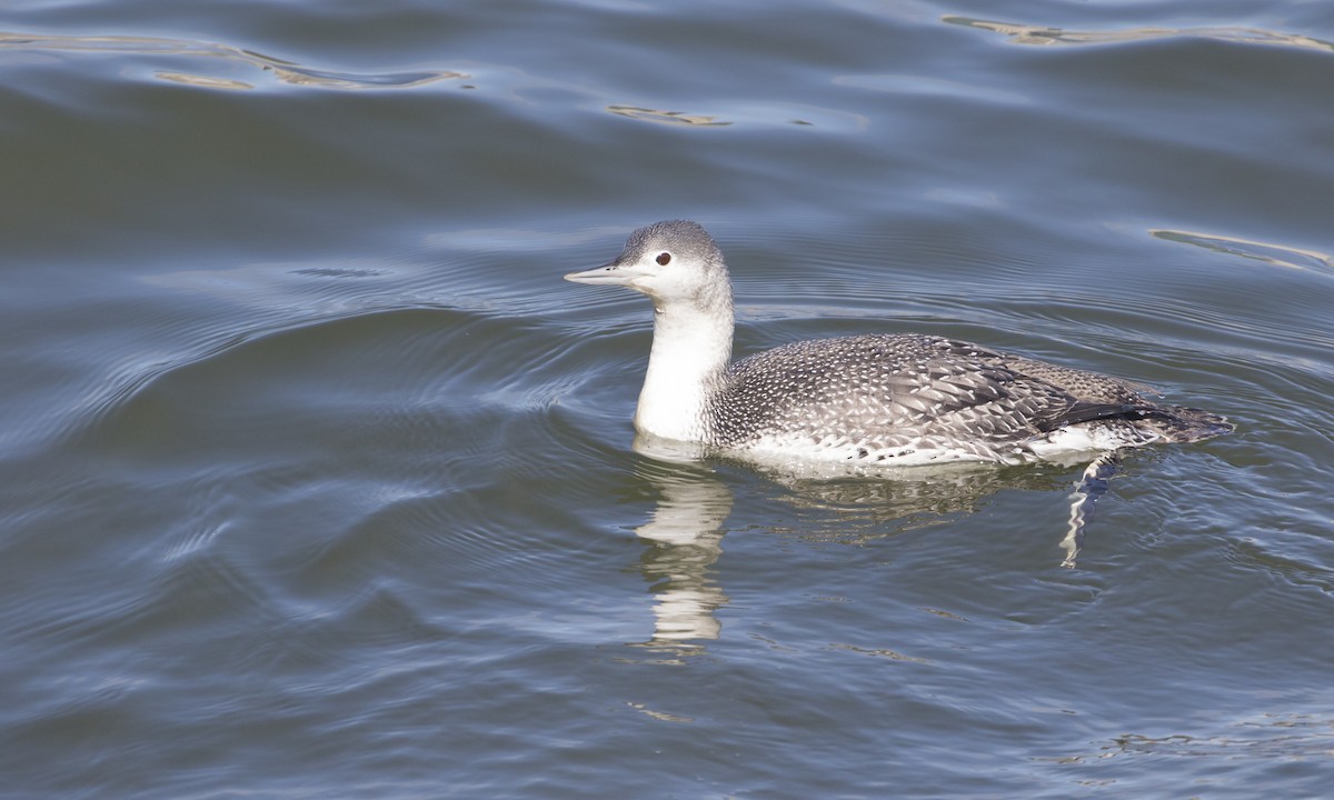 Red-throated Loon - ML309932761