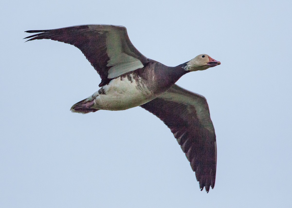 Snow Goose - ML30993291