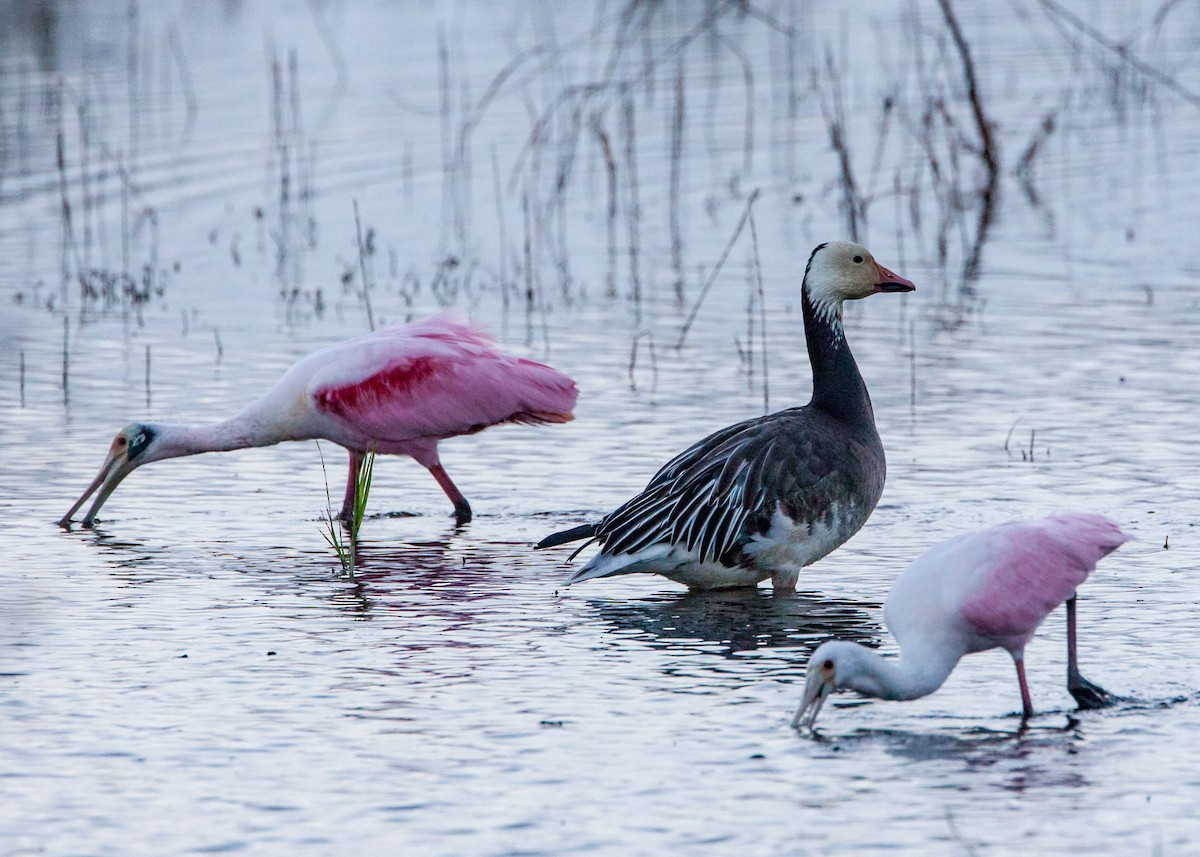 Snow Goose - ML30993301