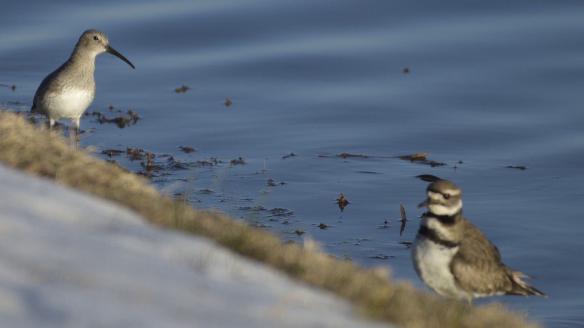 Dunlin - ML309933891