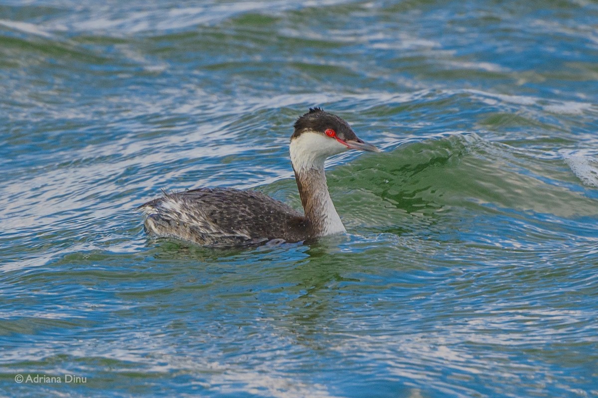 Horned Grebe - Adriana Dinu