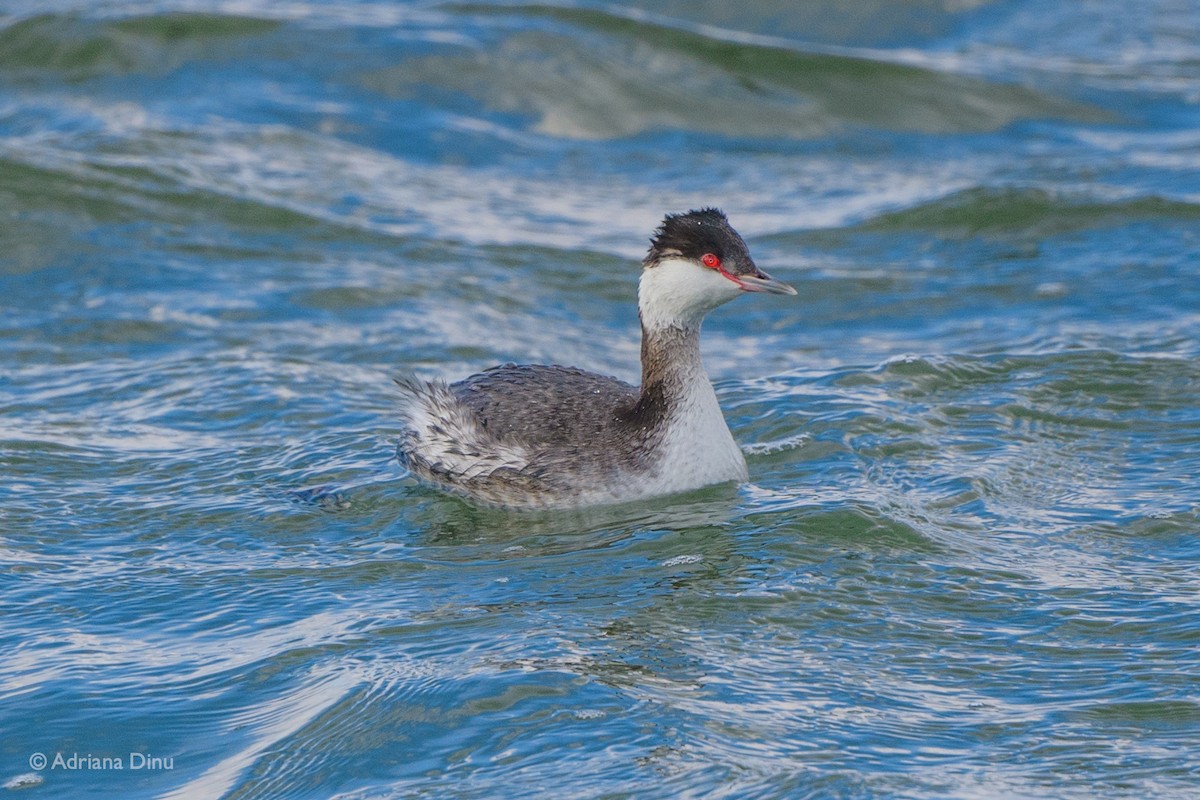 Horned Grebe - Adriana Dinu