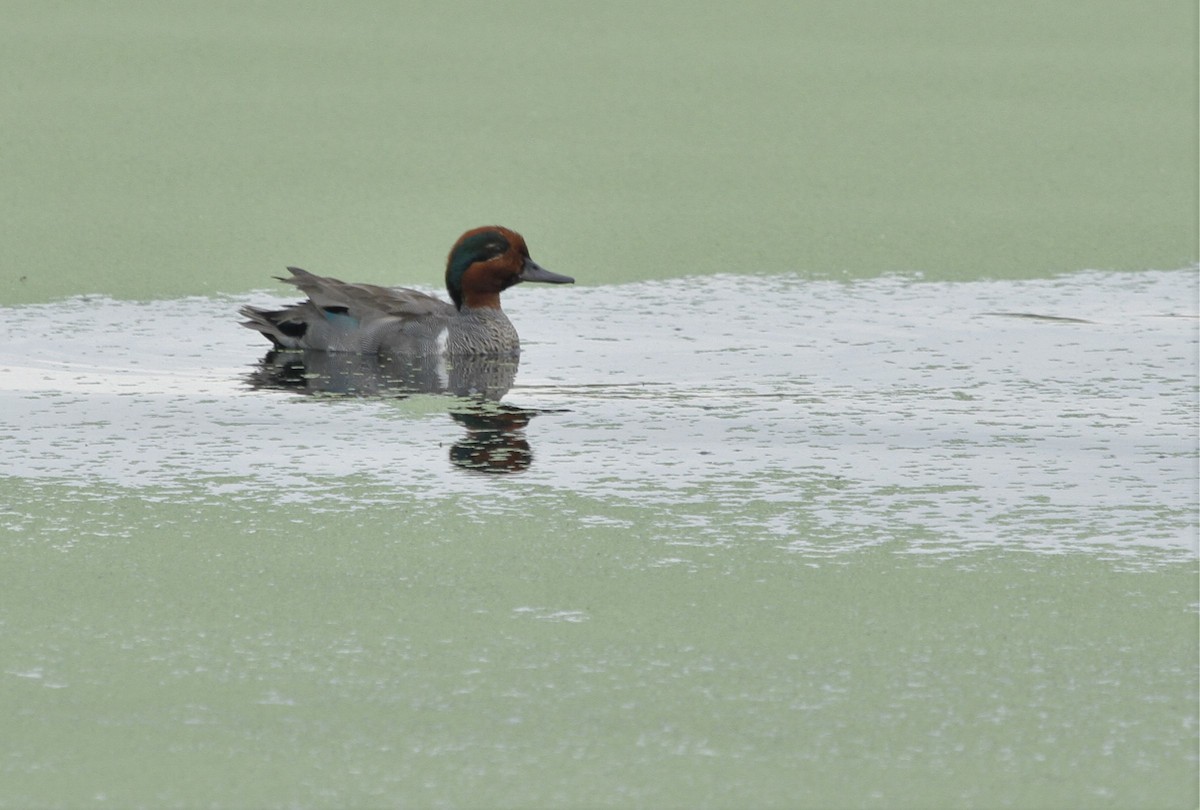 Green-winged Teal - Dominique Lavoie