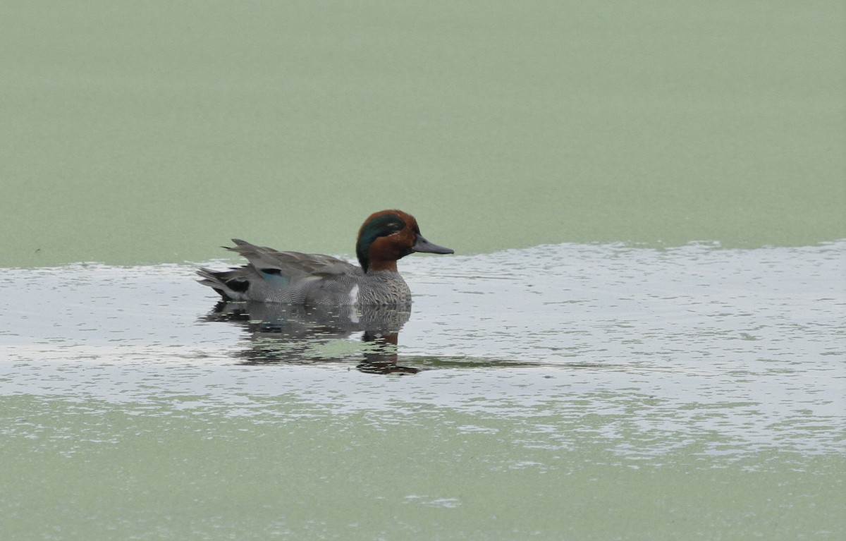 Green-winged Teal - Dominique Lavoie