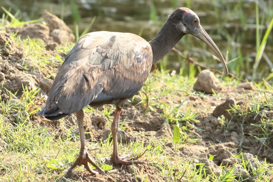 Mignattaio - ML309938321