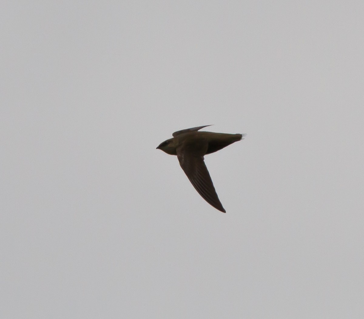 Chimney Swift - Andrew Guthrie