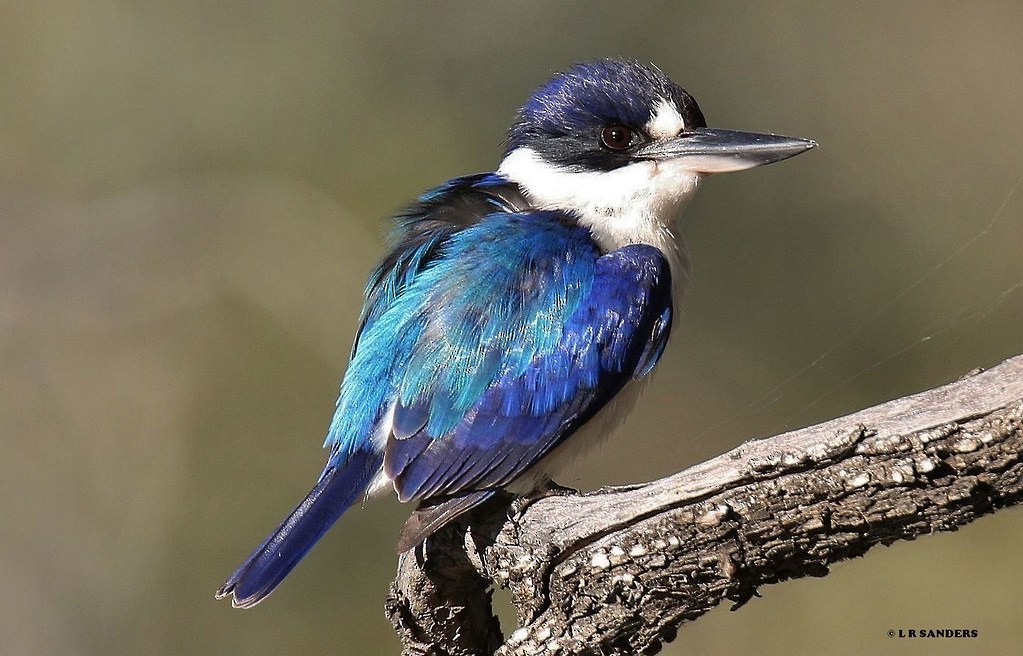 Forest Kingfisher - ML309938931